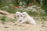 GOLDEN RETRIEVER 332
